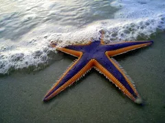 🌊 Мелководная лагуна