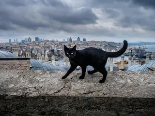 Город кошек: необычная традиция Стамбула. — фото 1