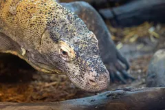 🦎 Фигурки комодского варана