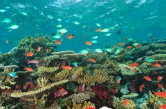 🐠 Хиккадува