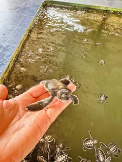 Участвовать в выпуске черепашат